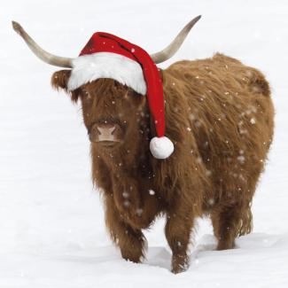 Highland-Cow